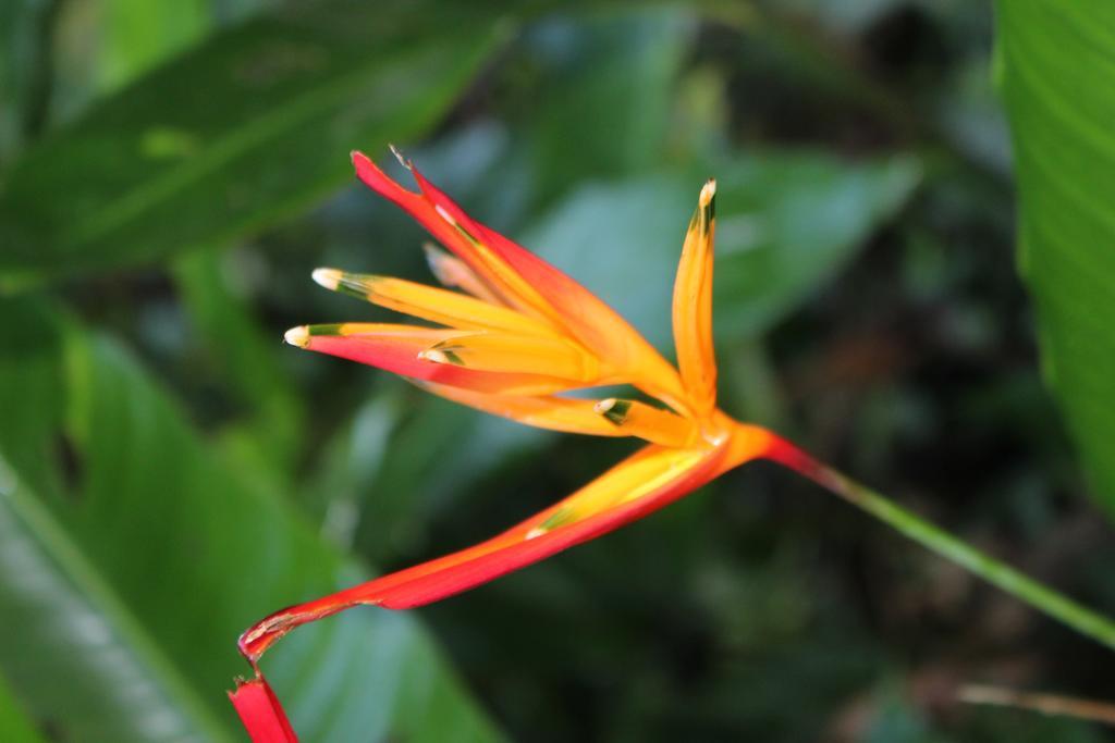 K'Erenda Homet Reserva Natural Puerto Maldonado Extérieur photo